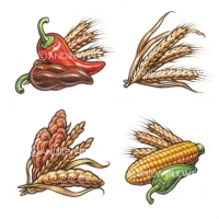 PC Whole Grain Wraps